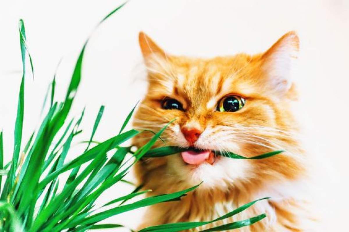 De ce mănâncă pisicile iarba. Nu o să-ți vină să crezi
