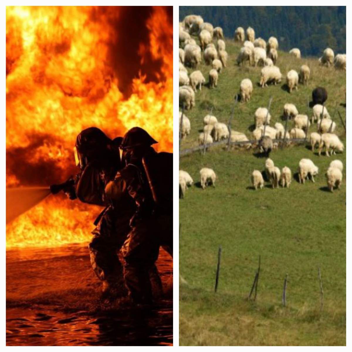 Incendiu cumplit în Botoșani. Peste 200 de oi au murit, după ce au fost cuprinse de flăcări