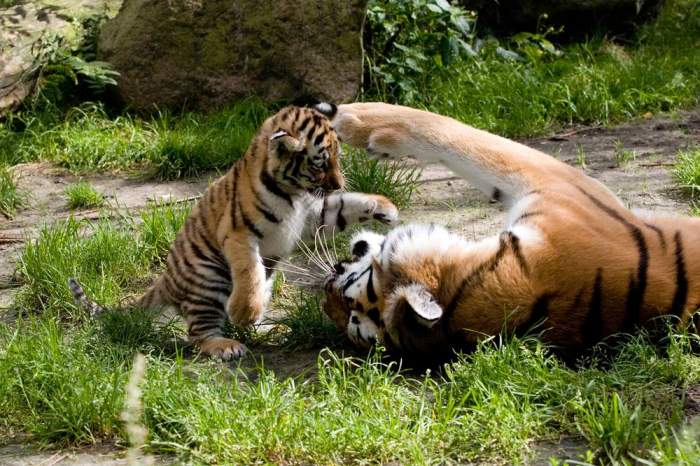 Care e cea mai frumoasa gradina zoologica din Romania. Peste 180 de mii de oameni merg acolo în fiecare an