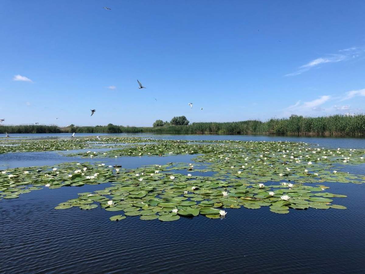 „Nu mai vindeți cel mai toxic produs pentru Delta Dunării!”. Apel disperat către agențiile de turism. Ce trebuie turiștii să știe