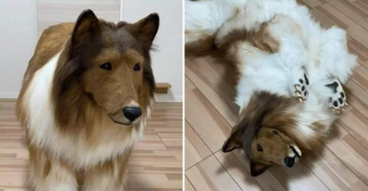Japonezul care a plătit o sumă fabuloasă, pentru a deveni câine. Imaginea care a făcut înconjurul internetului