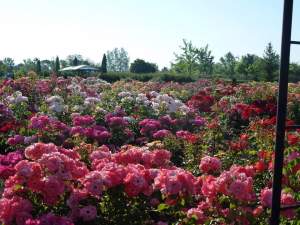 Locul din România unde găsești raiul trandafirilor. Aici este cea mai mare grădină de trandafiri din sud-estul Europei / FOTO