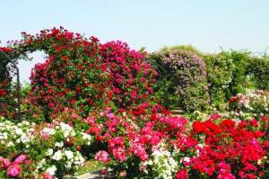 Locul din România unde găsești raiul trandafirilor. Aici este cea mai mare grădină de trandafiri din sud-estul Europei / FOTO