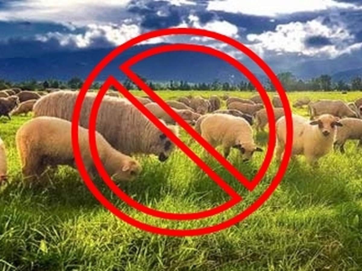 Orașul din România care a interzis locuitorilor să mai crească la curte găini, porci sau cai! Se dau amenzi imense
