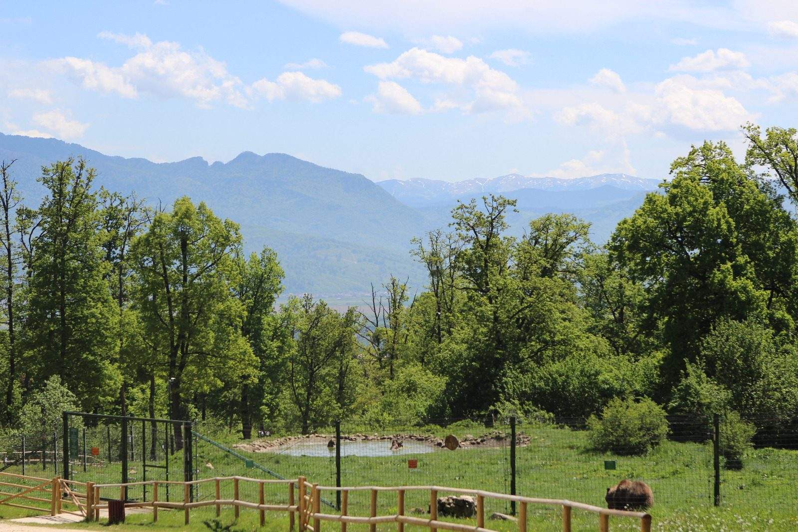 Locul din România unde găsești „Sanctuarul urșilor”. Este cea mai mare rezervație din lume! Ai curaj să faci o vizită aici? / FOTO