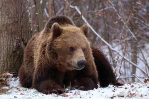 Locul din România unde găsești „Sanctuarul urșilor”. Este cea mai mare rezervație din lume! Ai curaj să faci o vizită aici? / FOTO