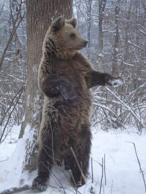 Locul din România unde găsești „Sanctuarul urșilor”. Este cea mai mare rezervație din lume! Ai curaj să faci o vizită aici? / FOTO