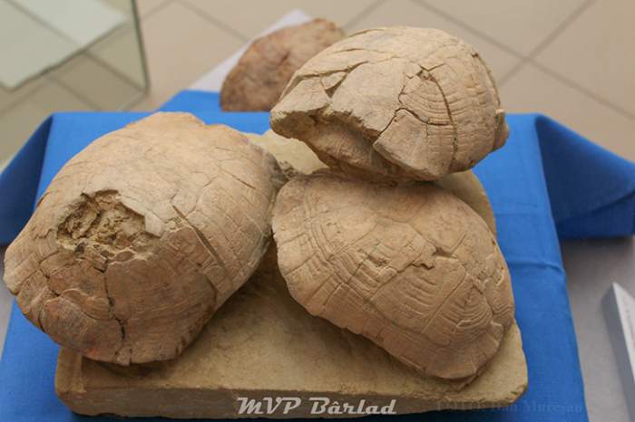 Țestoasele de Vaslui care au trăit șapte milioane de ani. Au fost expuse la muzeu după multe cercetări științifice