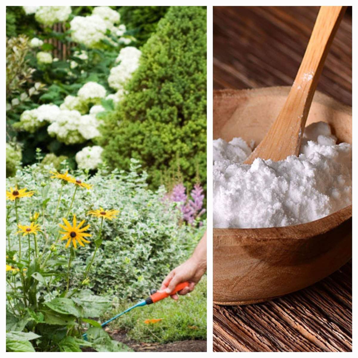 Câteva trucuri utile cu bicarbonat de sodiu pentru grădinari Bicarbonat de sodiu pentru fructe, legume și plante din grădină. Câteva trucuri utile pentru grădinari