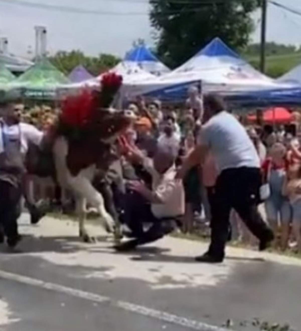 Situație neașteptată la un festival din Cluj. Un bărbat a fost atacat de un bou, în mijlocul reprezentațiilor de Rusalii / FOTO
