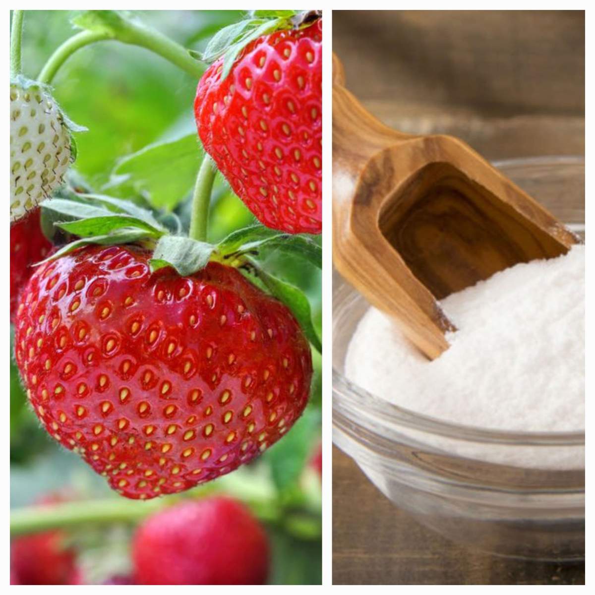 Truc cu bicarbonat de sodiu și căpșuni De ce este bine să folosești bicarbonat de sodiu și căpșuni. Trucul pe care orice femeie trebuie să-l știe