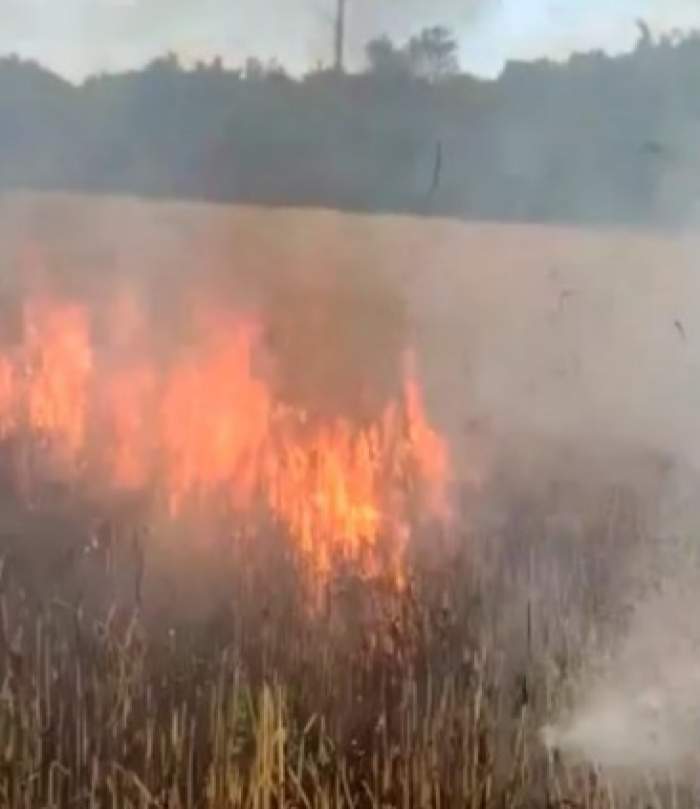 Incendiu violent în Arad! Au ars aproximativ 15 hectare de cultură de orz / FOTO