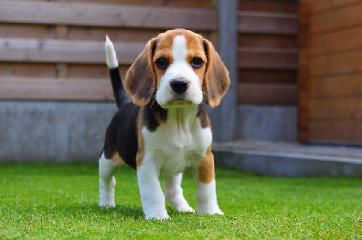 Cat costă un cățel beagle. Iată ce trebuie să știi despre creșterea și îngrijirea lui