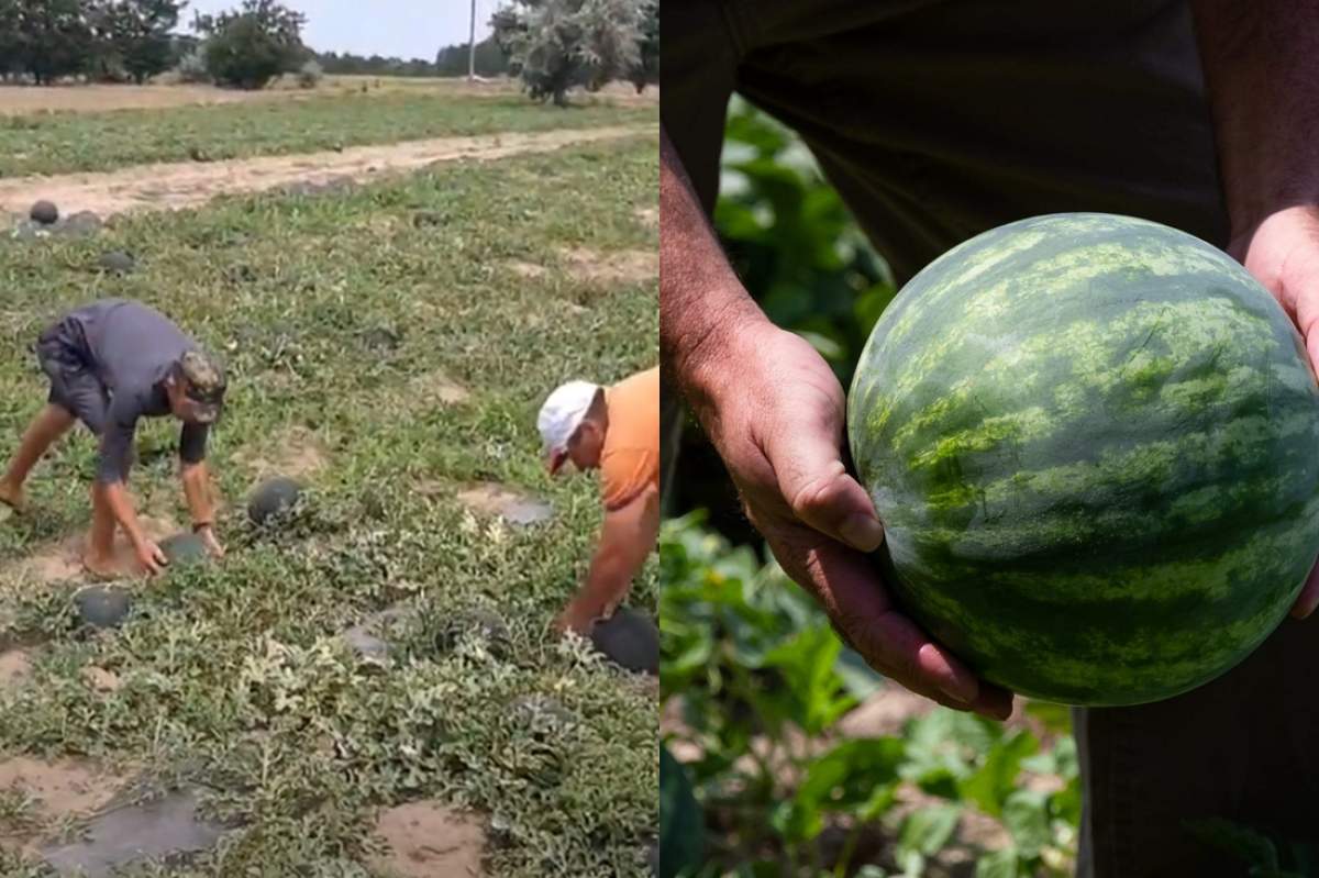 pepeni verzi