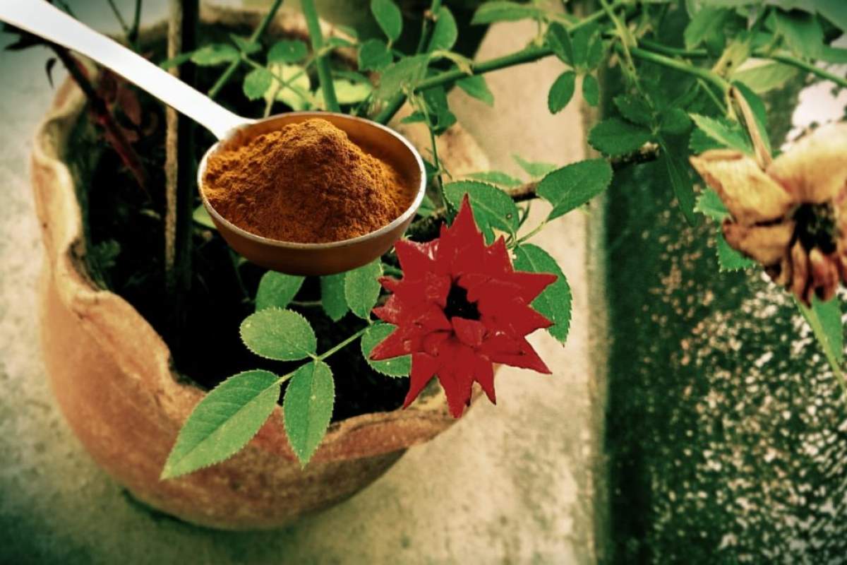 De ce e bine să pui scorțișoară în ghiveci. Sigur nu știai acest truc uimitor