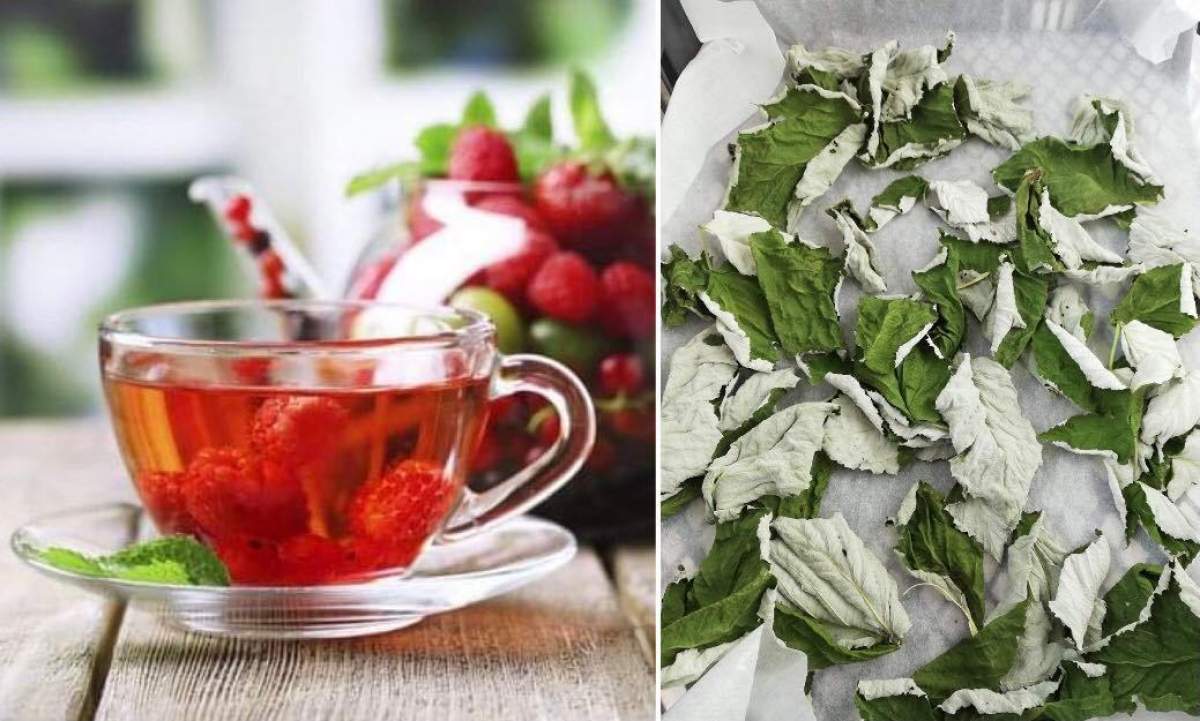 Ceaiul din frunze de zmeur, beneficii importante pentru femei. Ce efecte are