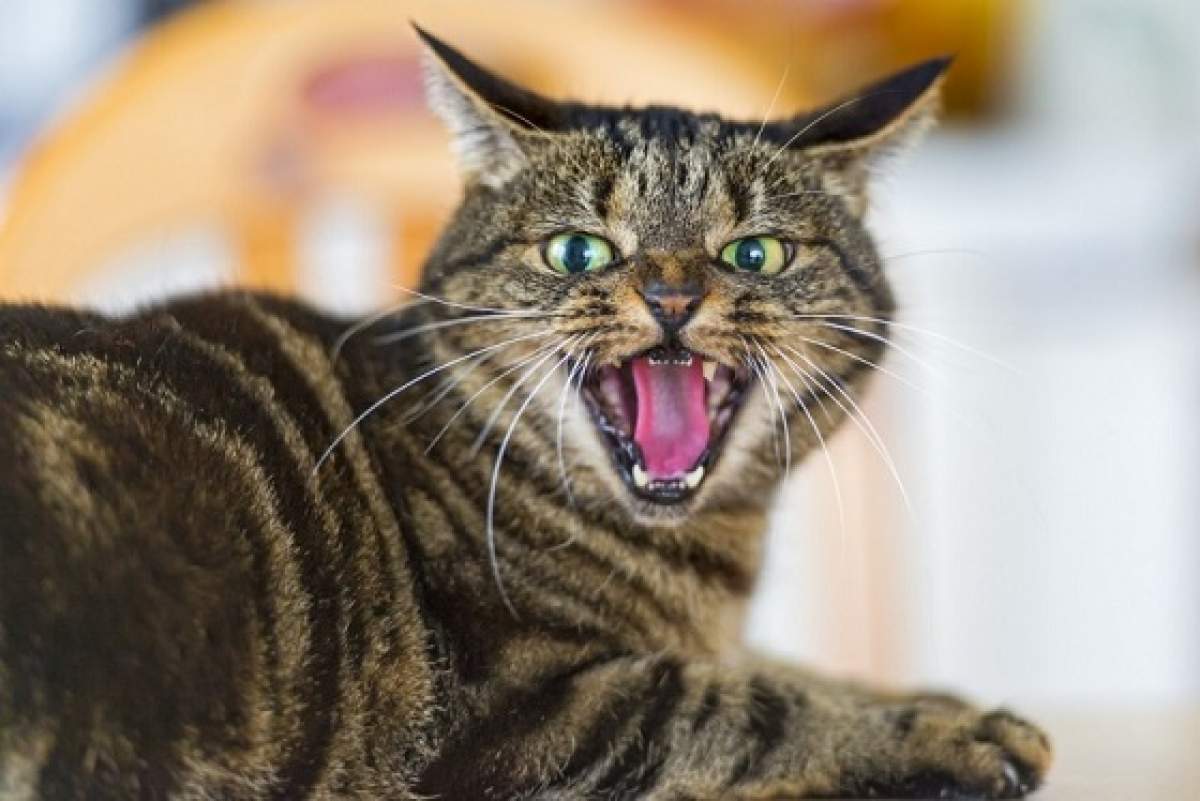 De ce unele pisici sunt agresive. Cum le poți schimba comportamentul