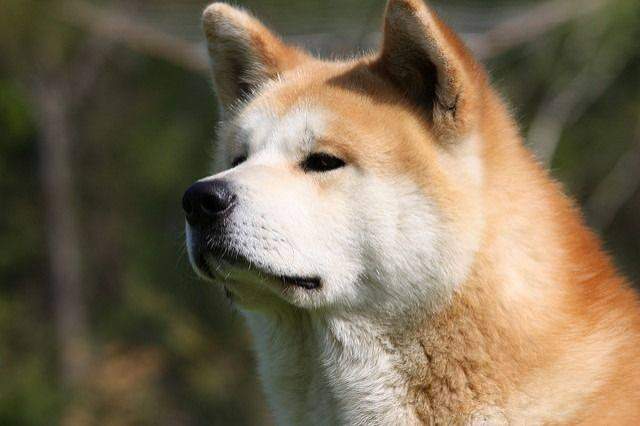 Cât costă un cățel rasa Akita Inu. Tot ce trebuie să știi despre acest animal de companie