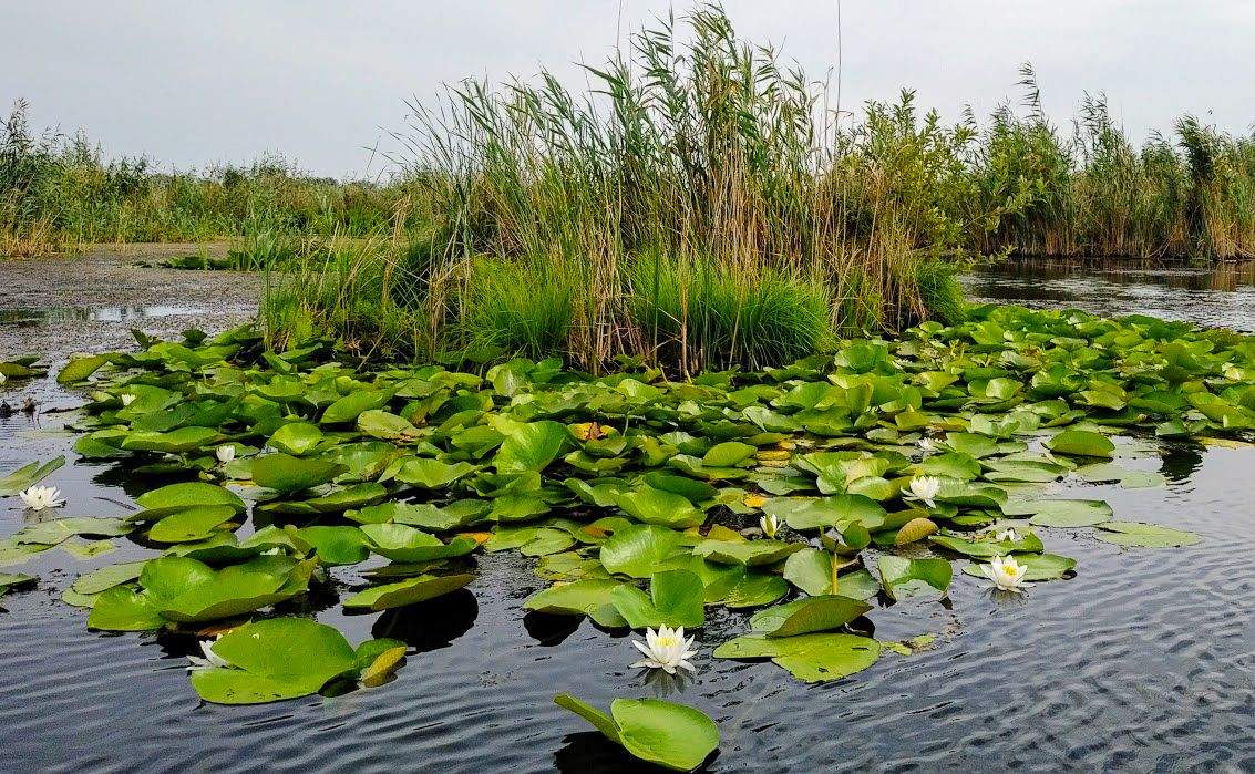 Care sunt locurile neștiute din Delta Dunării. Motivul pentru care turiștii vor să vadă zonele misterioase și sălbatice