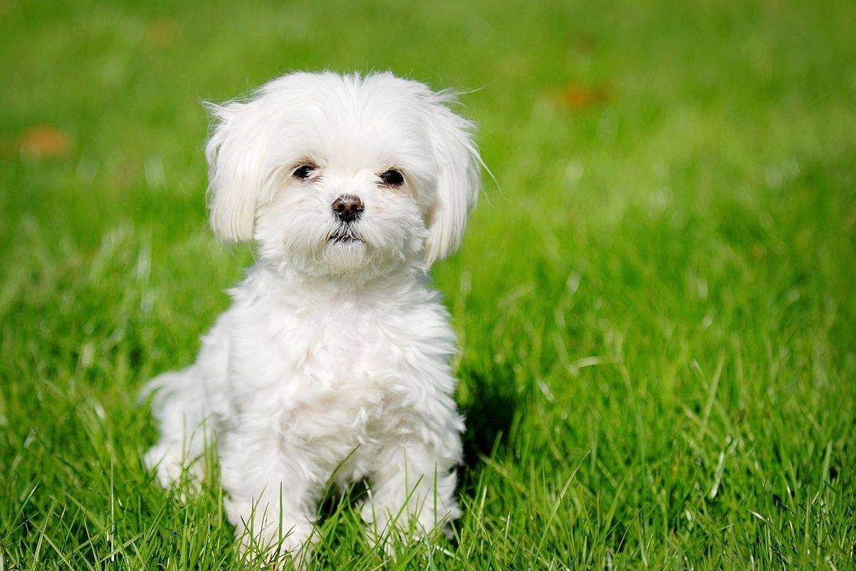 Cât costă un cățel rasa Bichon. Este un animal de companie perfect pentru cei mici