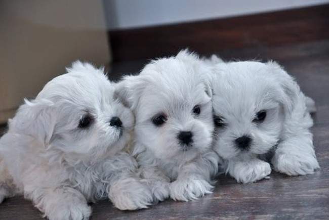 Cât costă un cățel rasa Bichon. Este un animal de companie perfect pentru cei mici