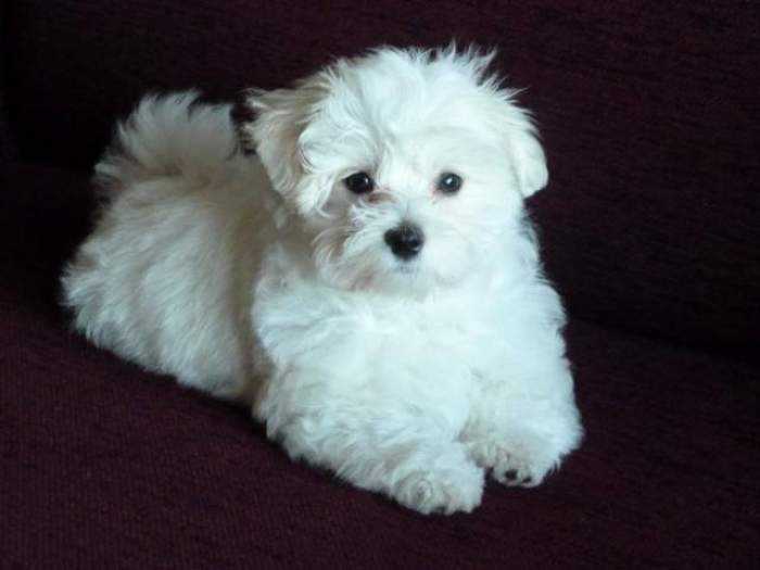 Cât costă un cățel rasa Bichon. Este un animal de companie perfect pentru cei mici