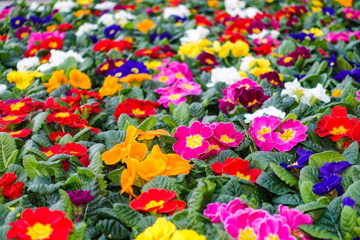 Ce se întâmplă dacă pui bețe de chibrit în ghiveciul florilor de pe balcon. Trucul este genial