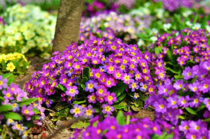 Ce se întâmplă dacă pui bețe de chibrit în ghiveciul florilor de pe balcon. Trucul este genial