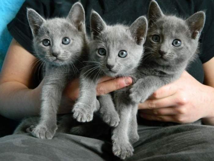 Cât costă pisica din rasa Albastru de Rusia. Tot ce trebuie să știi despre aceasă felină