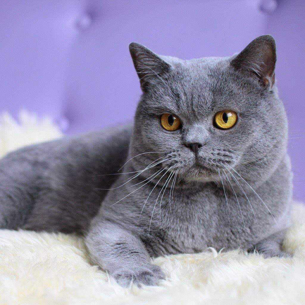 Cât costă pisica din rasa British Shorthair. Animalul de companie pufos și îndrăgit de întreaga lume