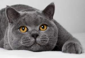 Cât costă pisica din rasa British Shorthair. Animalul de companie pufos și îndrăgit de întreaga lume