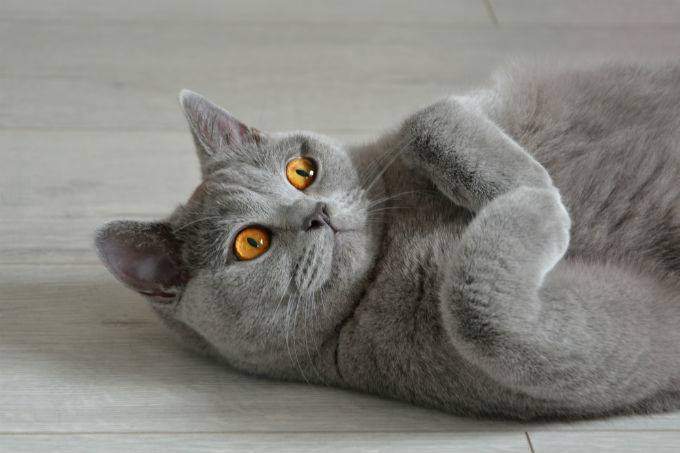 Cât costă pisica din rasa British Shorthair. Animalul de companie pufos și îndrăgit de întreaga lume