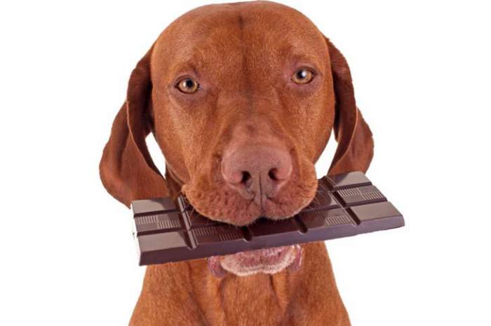 De ce nu ai voie să-i dai câinelui tău ciocolată. Ce alimente trebuie evitate