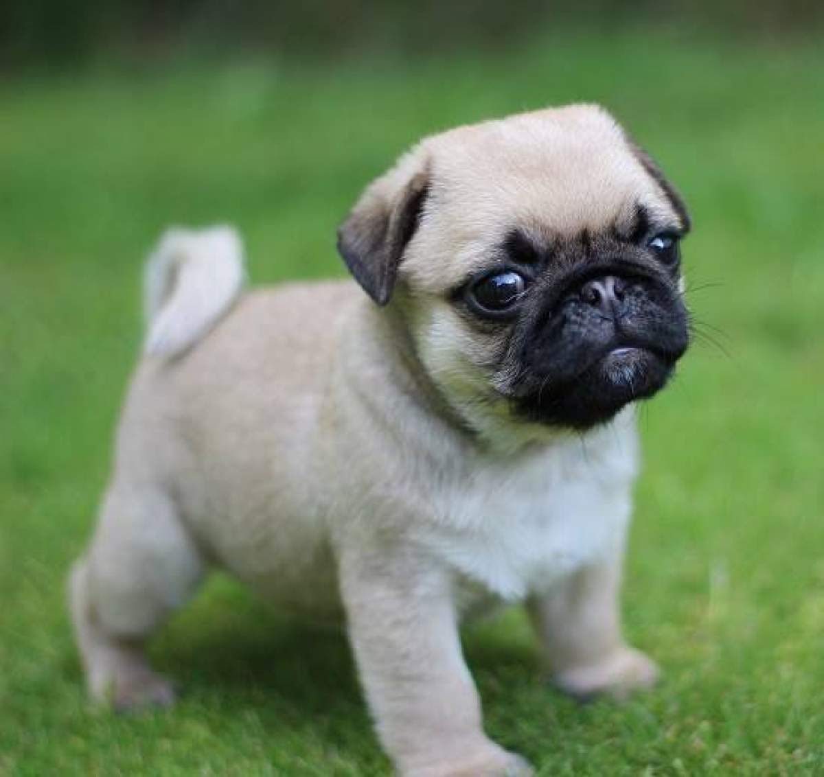 Cât costă un câine din rasa Pug. Tot ce trebuie să știi despre acest animal de companie