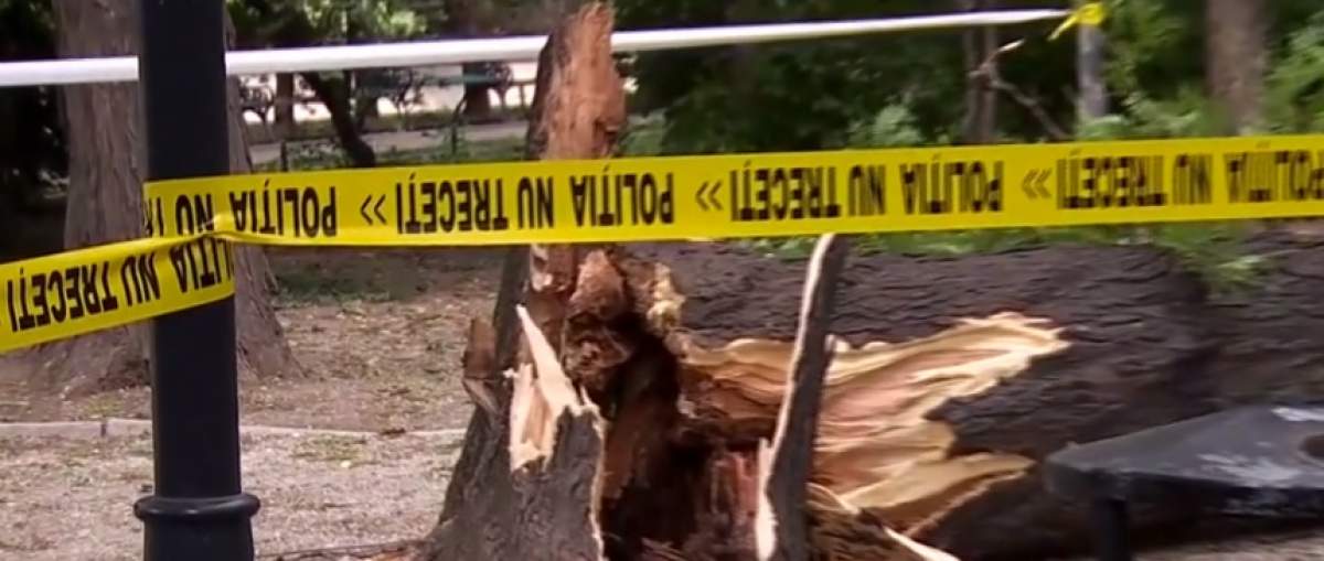 Incident în parcul Cişmigiu din Capitală! Un copac de aproximativ 10 metri a căzut peste un loc de joacă: ”Copiii fugeau şi ţipau”