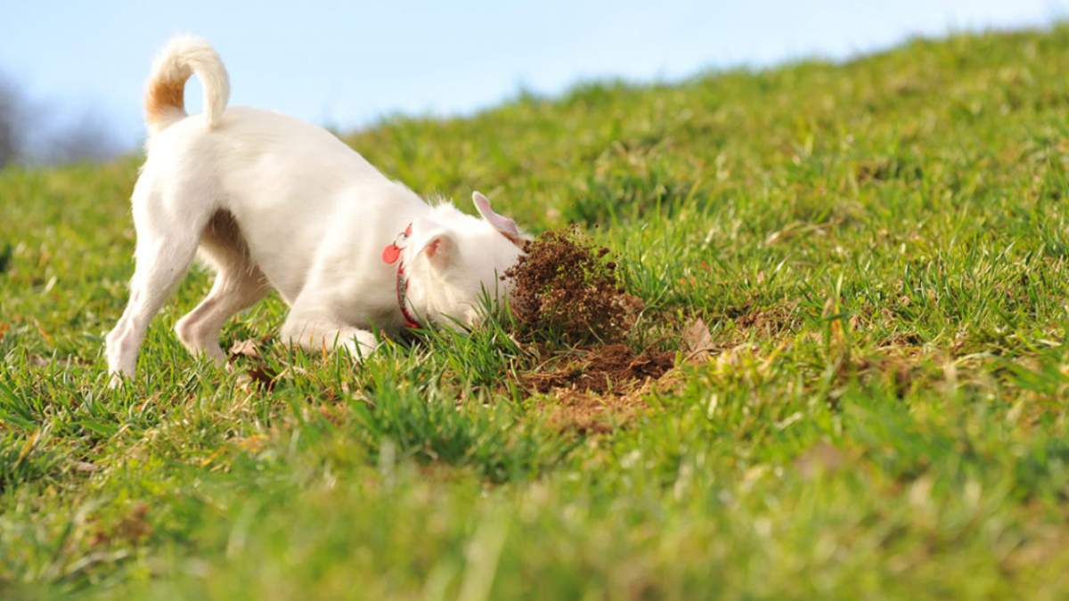 De ce câinele mănâncă pământ. Este un obicei care îi face rău?