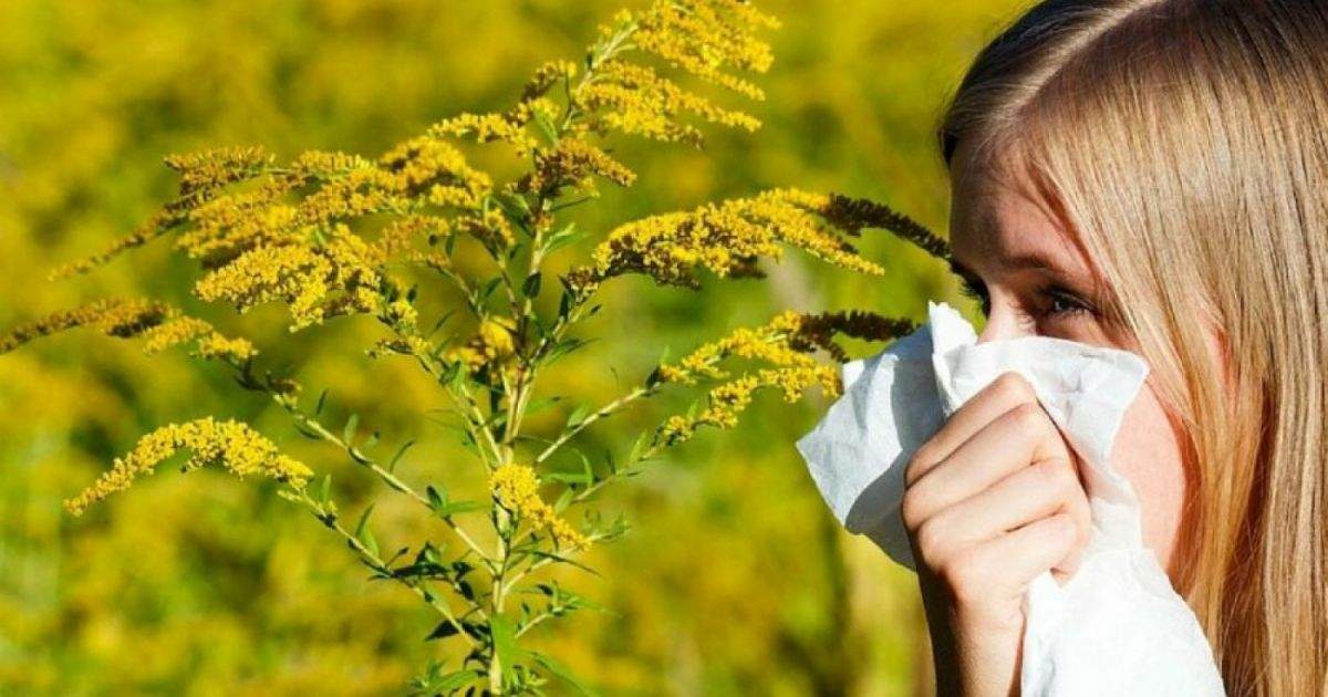 Tratamente naturiste pentru alergia la ambrozie. Cum se manifestă și cum putem scăpa de ea