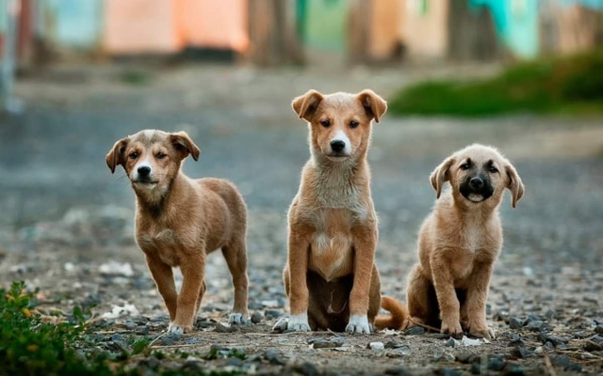 Cum afli ce vârstă are un câine. Câți înseamnă ei în ani de om