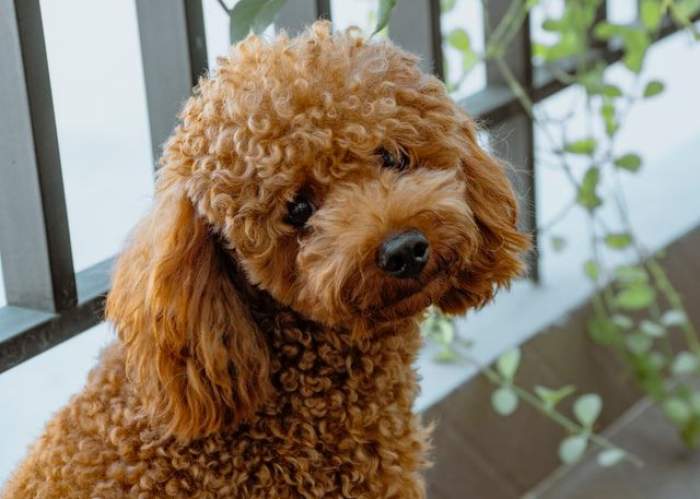 Cât costă un câine Caniche. Este un animal de companie perfect pentru copii