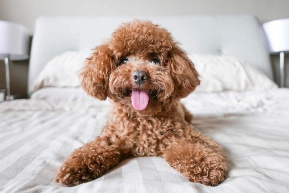 Cât costă un câine Caniche. Este un animal de companie perfect pentru copii