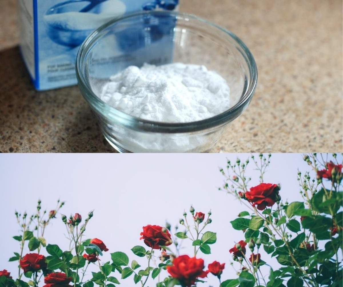 Ce se întâmplă dacă stropești trandafirii cu bicarbonat de sodiu și apă. Trucul pe care puțini gospodari îl știu