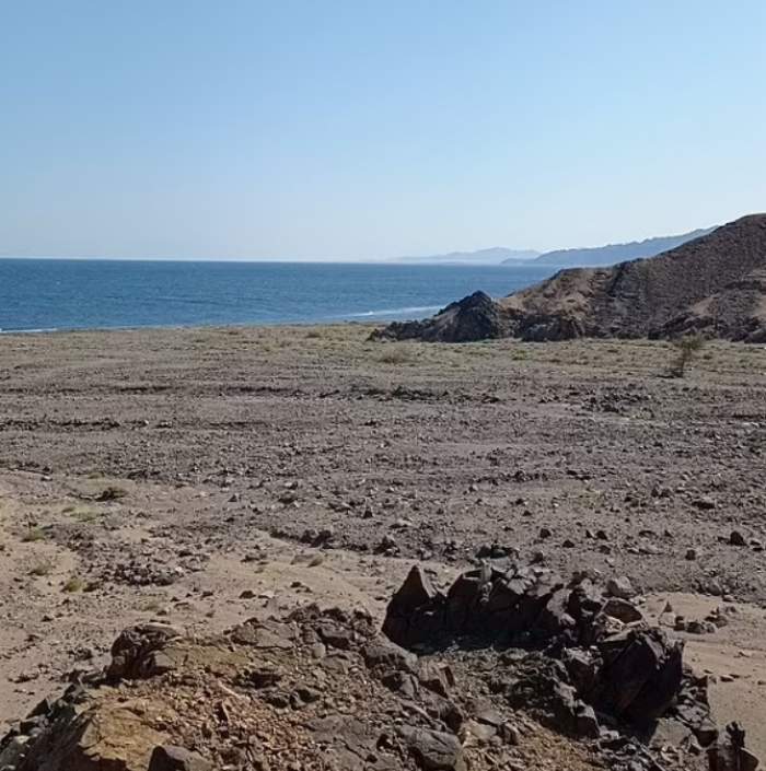 Incredibil ce s-a găsit pe o plajă din Egipt! O creatură bizară marină a șocat o lume întreagă: ”Corpul era lung” / FOTO