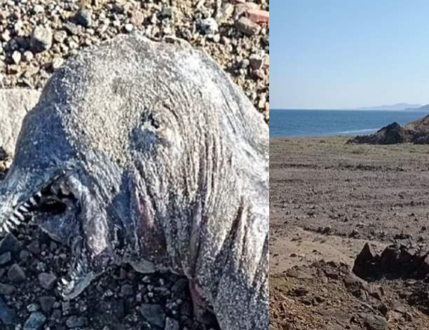 Incredibil ce s-a găsit pe o plajă din Egipt! O creatură bizară marină a șocat o lume întreagă: ”Corpul era lung” / FOTO