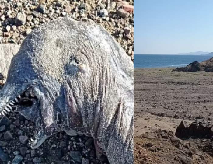 Incredibil ce s-a găsit pe o plajă din Egipt! O creatură bizară marină a șocat o lume întreagă: ”Corpul era lung” / FOTO