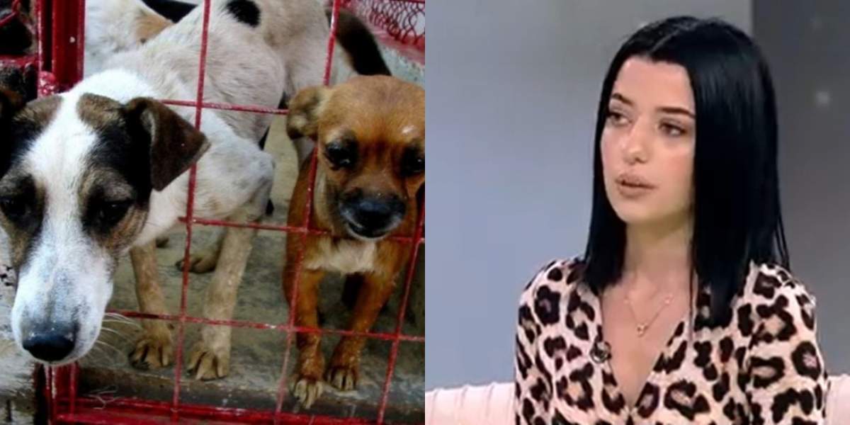 Acces Direct. Valentin Istrate, medicul veterinar acuzat de uciderea ilegală a câinilor, prima reacție. Bărbatul susține că fosta angajată minte!