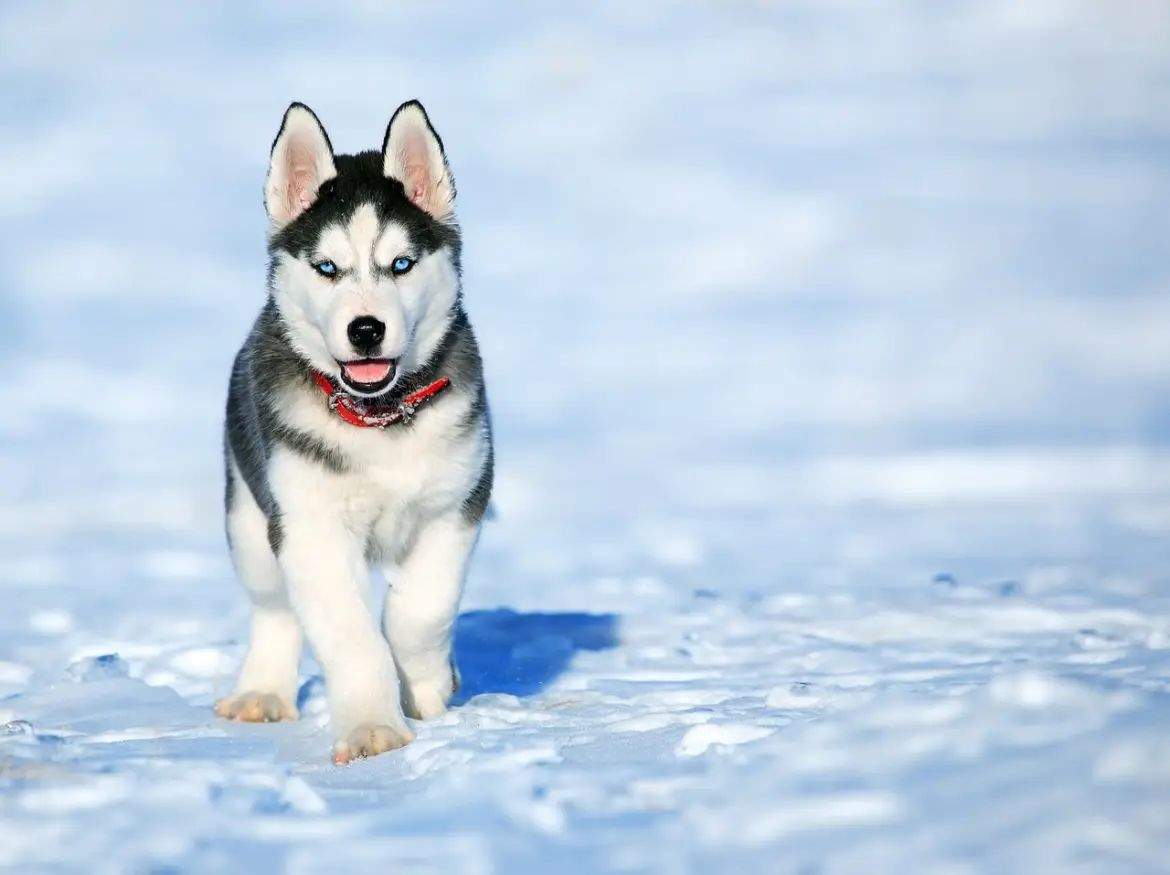 Cât costă un pui de Husky Siberian. Rasa e tot mai apreciată de români