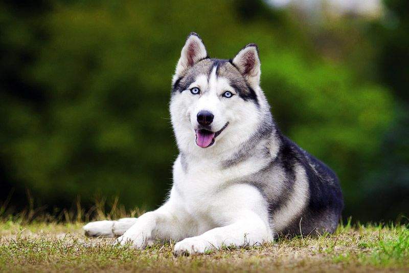 Cât costă un pui de Husky Siberian. Rasa e tot mai apreciată de români