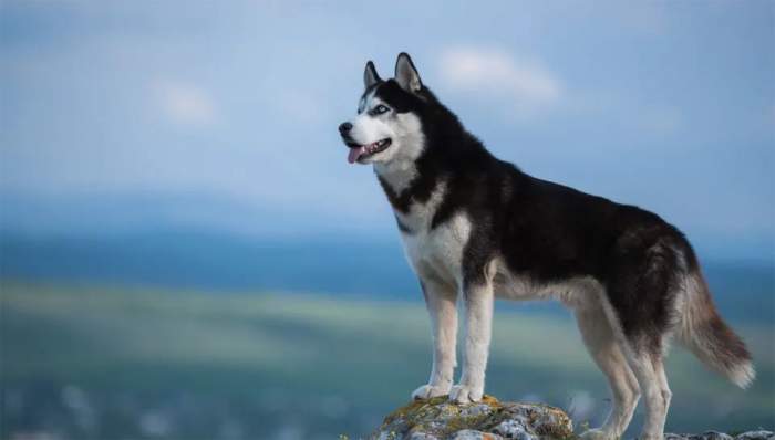 Cât costă un pui de Husky Siberian. Rasa e tot mai apreciată de români