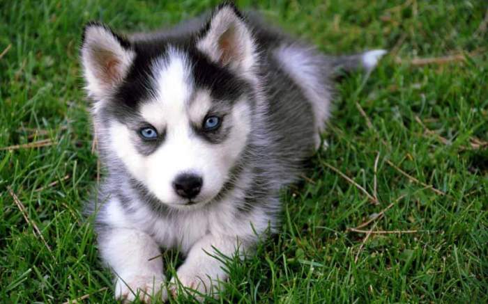 Cât costă un pui de Husky Siberian. Rasa e tot mai apreciată de români