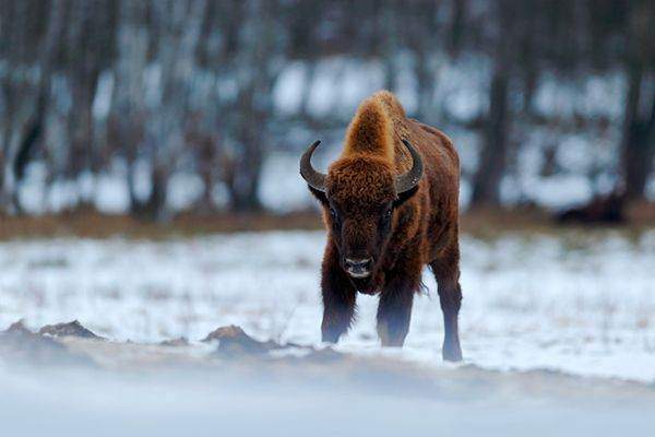 Locul din România care a devenit "cea mai verde destinație din lume!" Străinii au rămas uluiți de ce au văzut aici. Ai auzit de acest loc minunat?